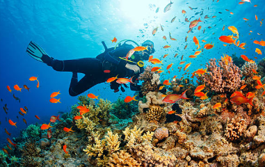 Expert Tips for Beginner Divers